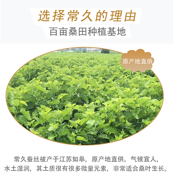 武汉桑蚕丝被-想买品质好的看过来[常久]
